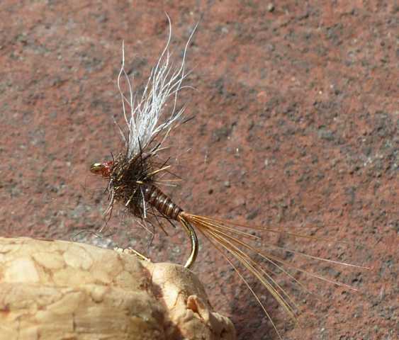 Kreative Emerger 0031.JPG