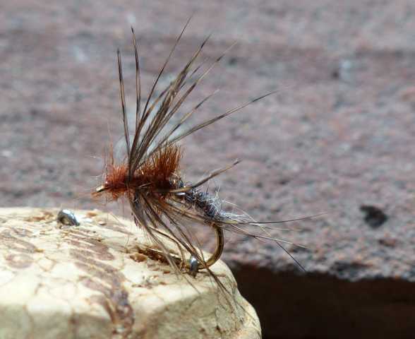 Emerger 0091.JPG