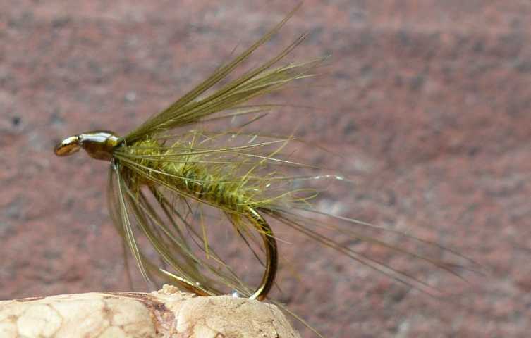 The Original Golden Olive Wet 0011.JPG