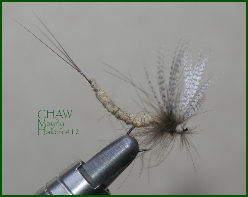 Mayfly 1111.jpg