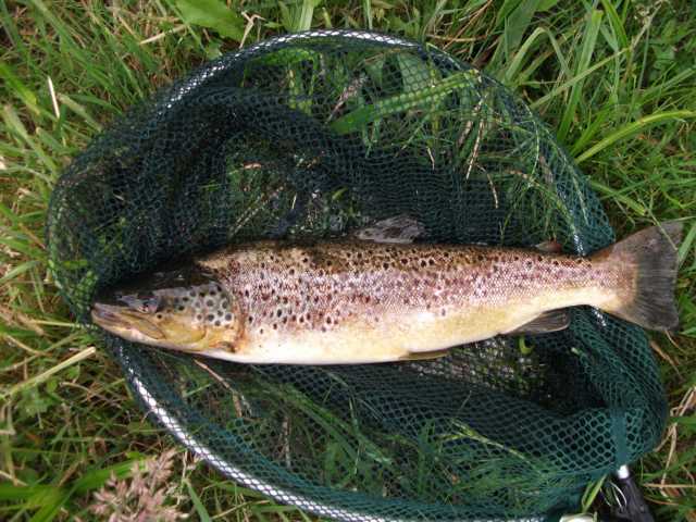 BF 43cm 09.06.2015.JPG