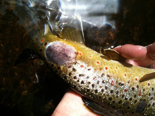 Kaltwasserkrankheit (CWD)