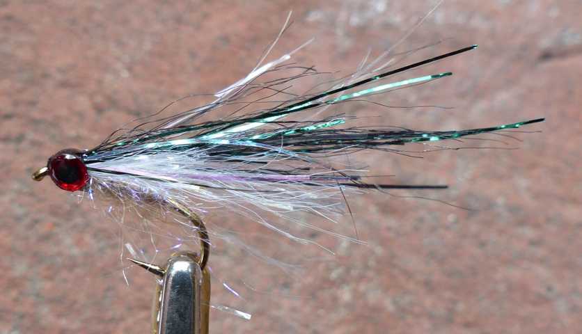 Baitfish White Peacock 0031.JPG