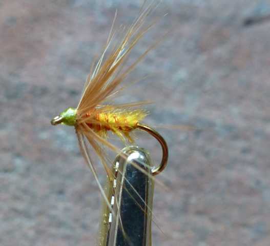 yellow_ostrich wet 0022.JPG