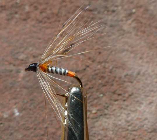 Orange_Butt_Spider 0011.JPG
