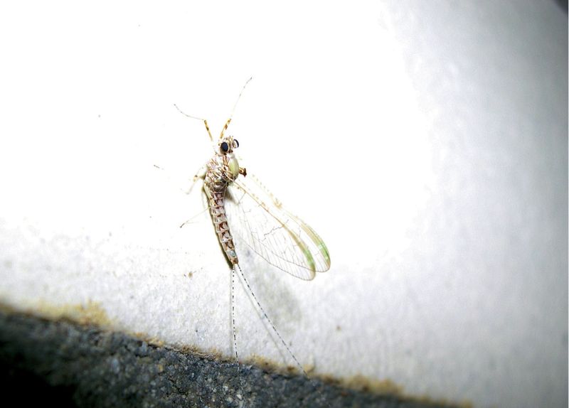 Kleine Eintagsfliege