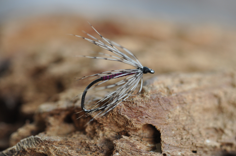 DSC_0559.jpg