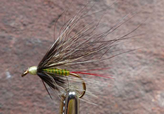 Racoon Hairwing Wet 0031.JPG