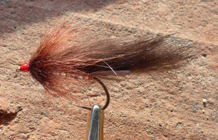 Strip Leech Fischchen 0042.JPG