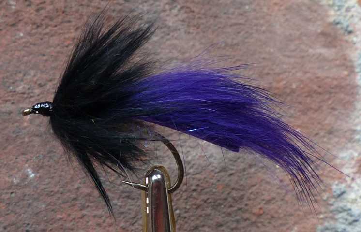 Strip Leech Fischchen 0131.JPG