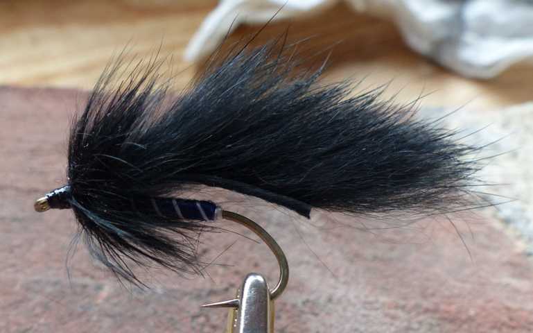 Strip Leech Fischchen 0141.JPG