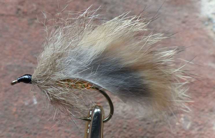 Strip Leech Fischchen 0251.JPG