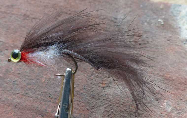 Strip Leech Fischchen 0321.JPG