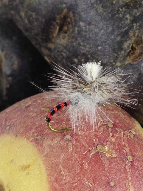 Kartoffelfliege 1.JPG