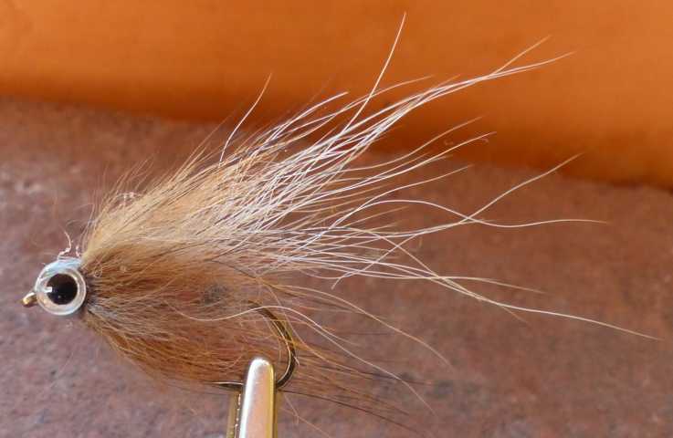 Minnows 0211.JPG