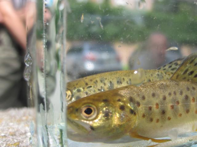 Größenvergleich juvenile Bachforelle und Regenbogenforelle