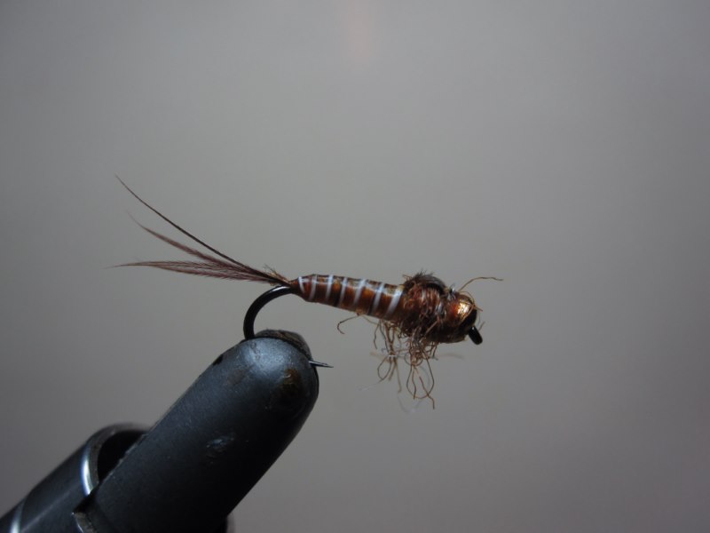 IMG_2041 [800x600].jpg