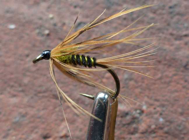 Brown Hackle Wet 11.JPG