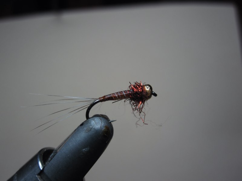 IMG_2043 [800x600].jpg