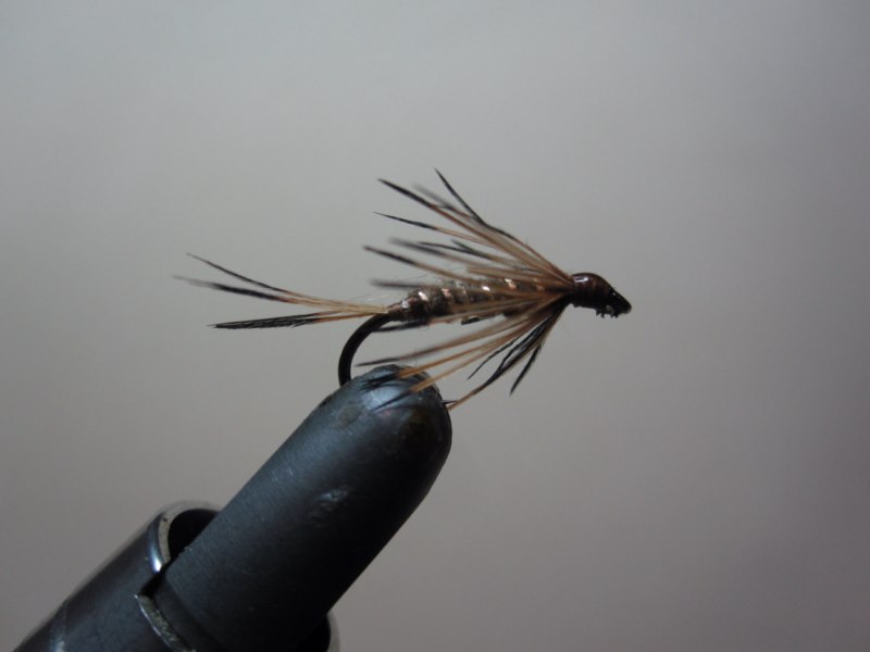 IMG_2060 [800x600].jpg