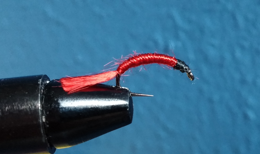 Bloodworm
