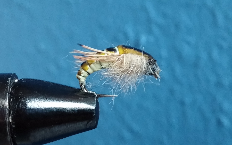 Caddis Pupa