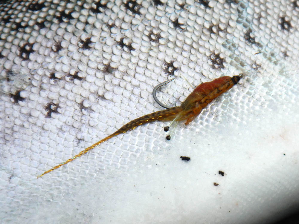 Günnis CDC-Garnele in Killerpose.