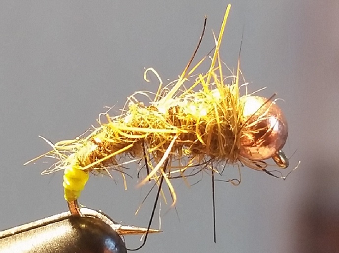 Goldkopf zugeschnitten.jpg