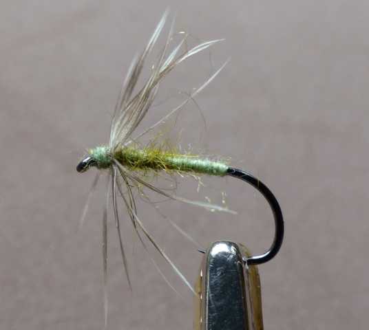 Spider 0011.JPG