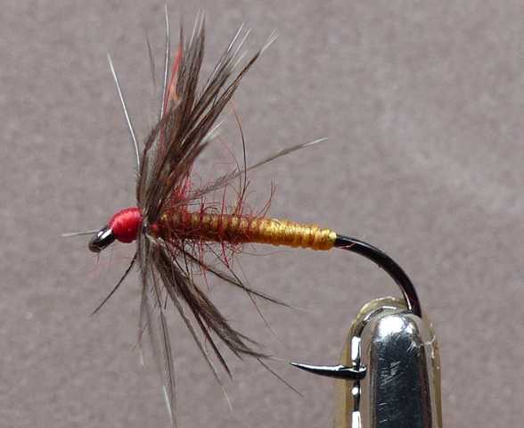 Spider 0071.JPG