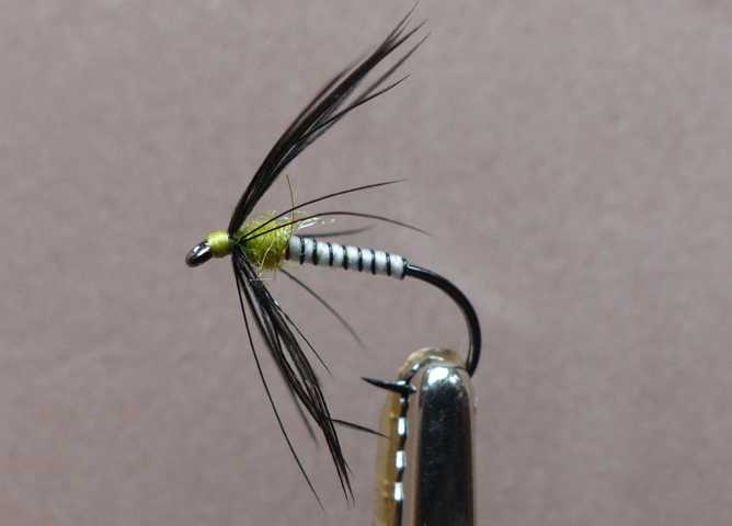 Spider 0091.JPG
