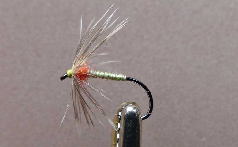 Spider 0121.JPG
