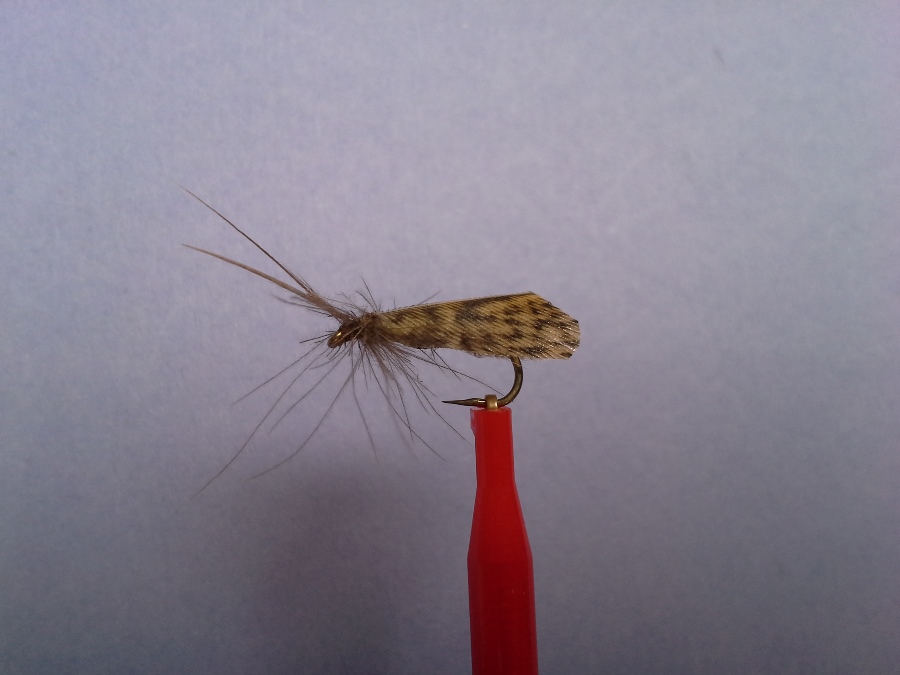 Sedge Variante #12