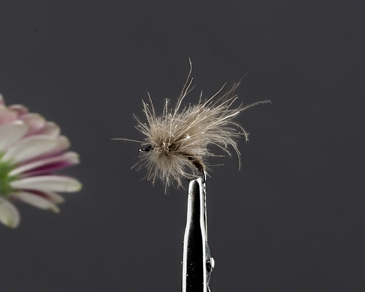 Reehaar-cdc Emerger 2.jpg