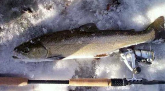 Tigerfisch.jpg