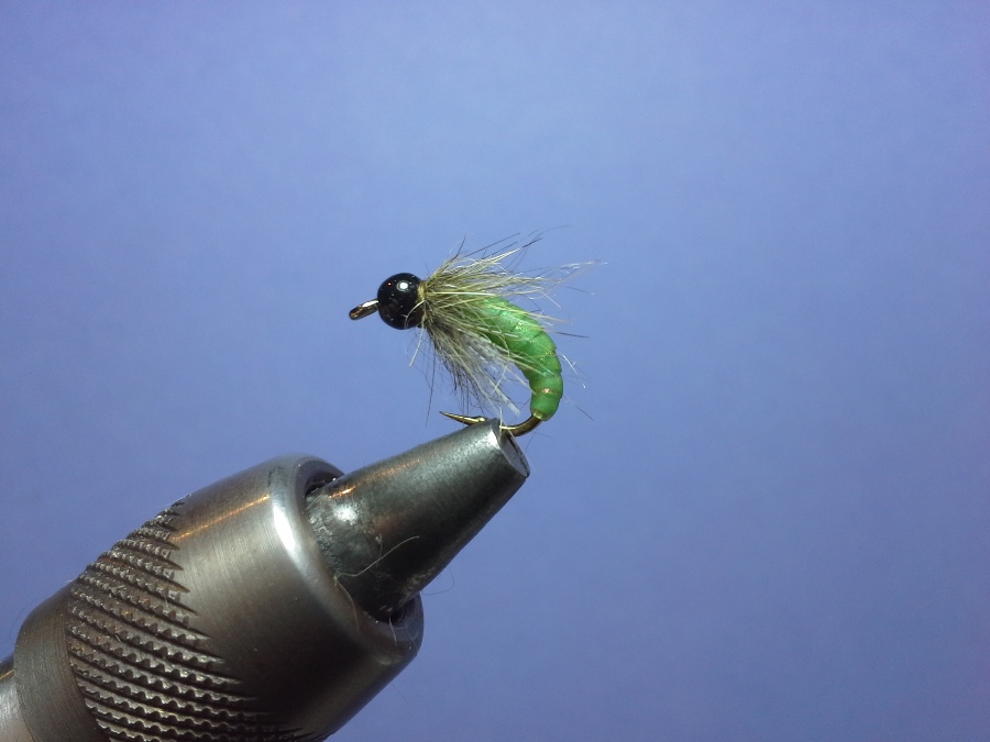 pupa #14