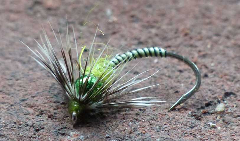 Nymphen Variationen 0011.JPG