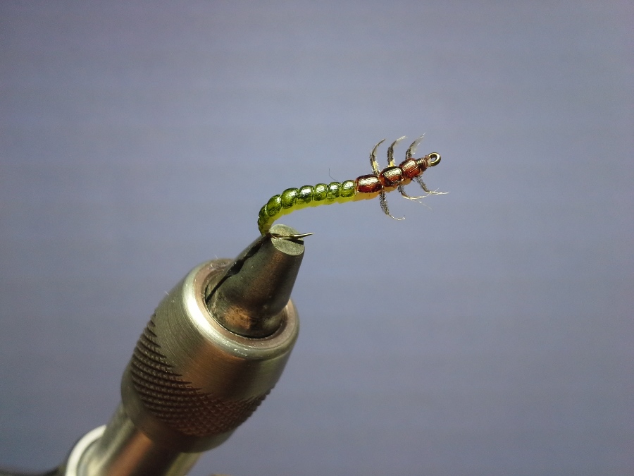 Swimming Larva #14