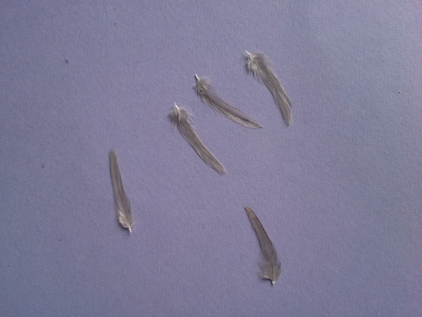 Pluma de Gallo de León, Pluma de Cuello #16, Acerado Claro, steht auf der Packung, was immer das auch heißen mag