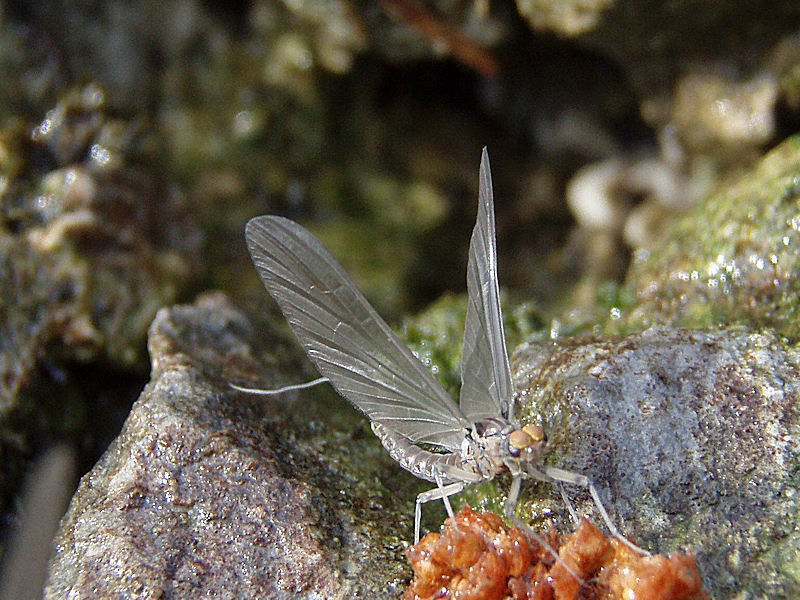 Subimago (Größe > 1 cm)