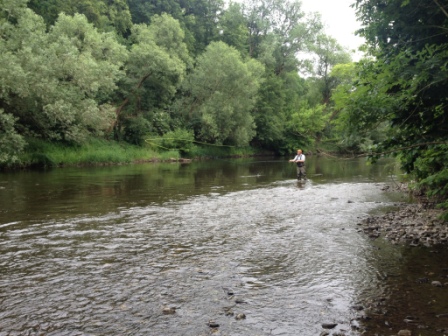 Saale bei Jena, Beluah Guide Switch #4/5 + Wulff Ambush WF 7