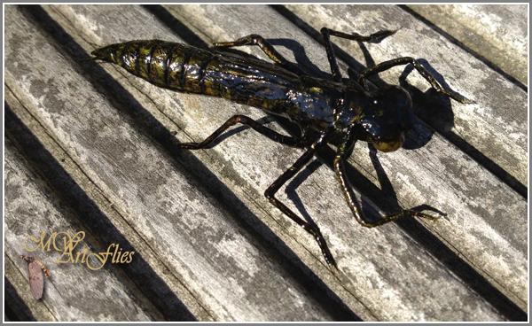 Dragonfly_Nymph.jpg