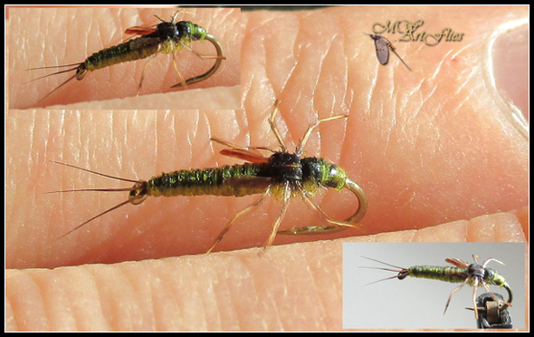 Baetis_FFF.jpg