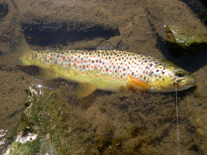 Bildschöne gelbliche Jungforelle