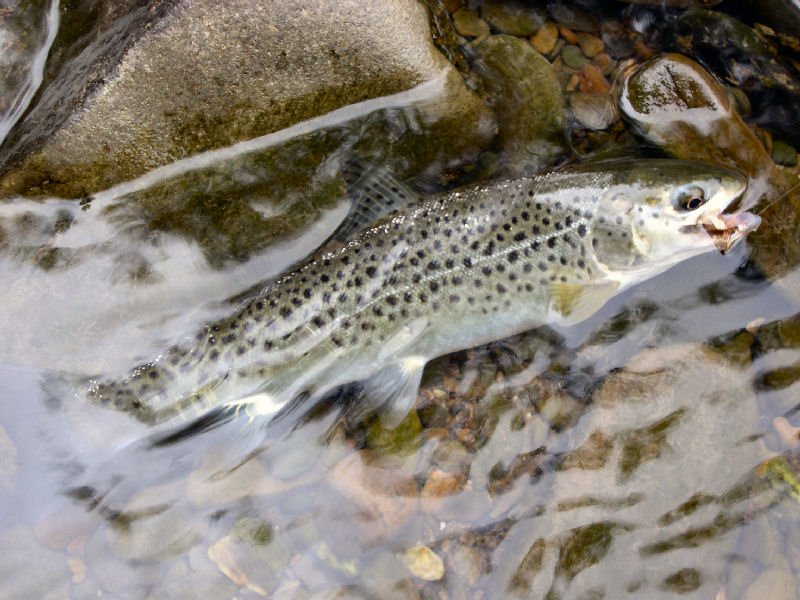 kleiner Silberbarren