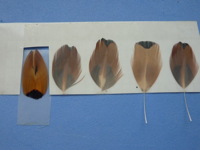 P1170875.jpg