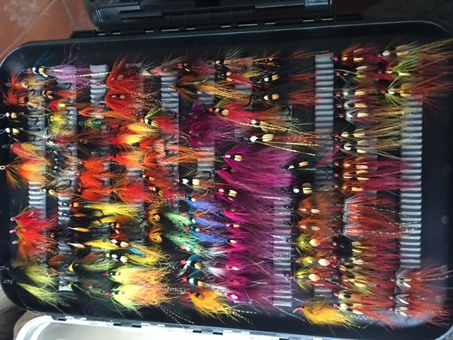 Die Violetten haben es Paddy sehr angetan