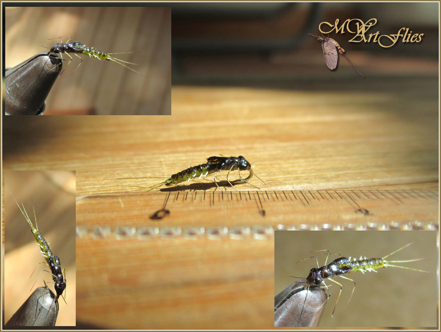 Baetis_FFF.jpg