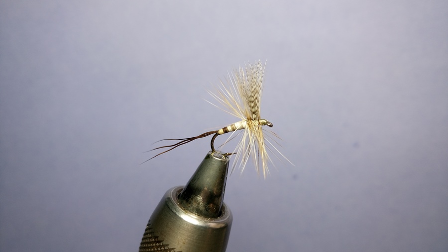 Javelina Dry