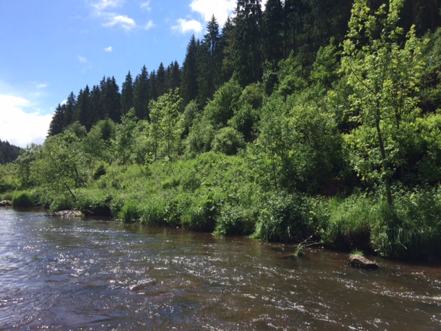 Die Breg als zeigt sich hier als klassisches Schwarzwaldflüsschen
